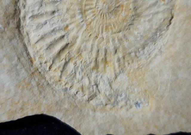 Subplanites rueppelianum QUENSTEDT 1888 - Bild &copy; FossNet FossilienStore